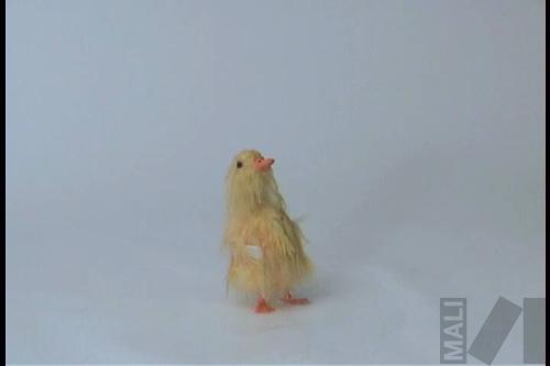 The Fox in the Mirror
