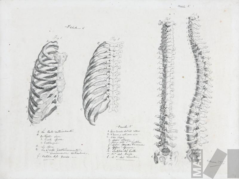 Tablas anatómicas 5 y 6