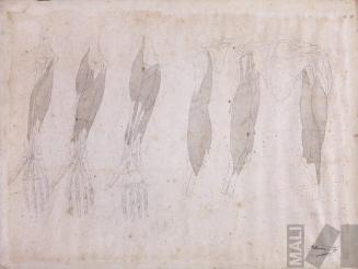 Estudio de musculatura