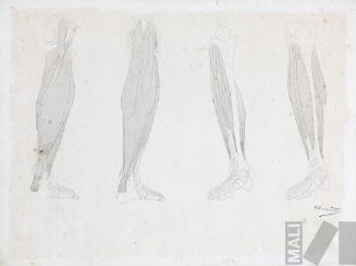 Estudio de musculatura