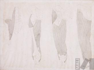 Estudio de musculatura