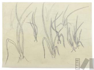 Estudio de vegetación