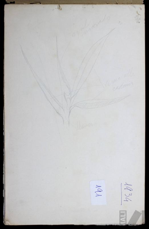 Estudio de vegetación