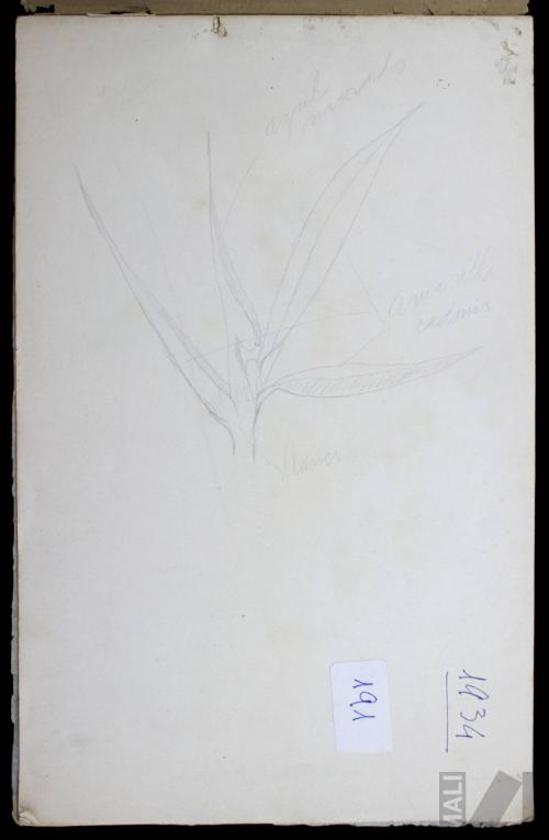 Estudio de vegetación