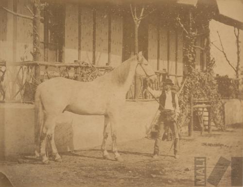 Caballo padre en el Parque de la Exposición