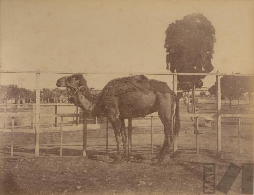 Dromedario del Parque de la Exposición