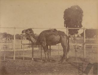 Dromedario del Parque de la Exposición