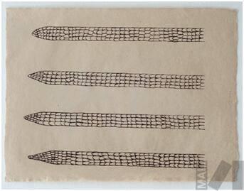 Waka Shina (cola de cachicamo)