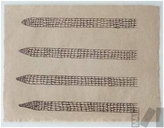 Waka Shina (cola de cachicamo)