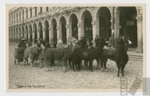 Grupo de llamas en la Plaza de Armas, Arequipa