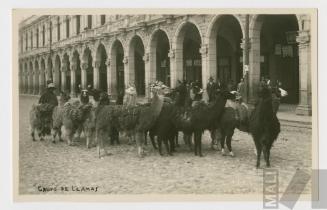 Grupo de llamas en la Plaza de Armas, Arequipa