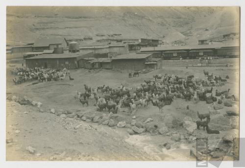 Llamas llevando mineral en la Sierra Central