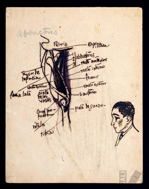 Estudio anatómico de abductores y autorretrato