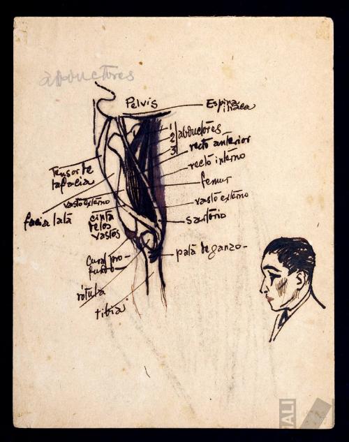 Estudio anatómico de abductores y autorretrato