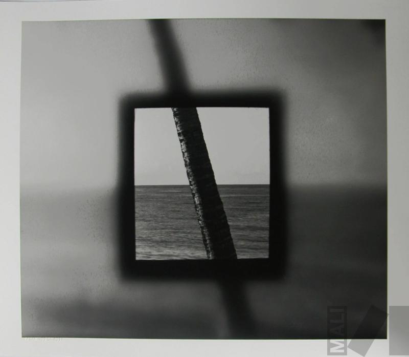 Cuadrado con palmera
