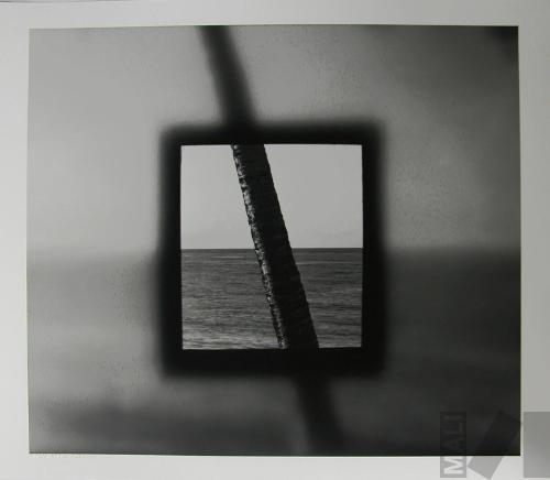 Cuadrado con palmera
