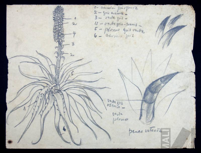 Estudio de vegetación