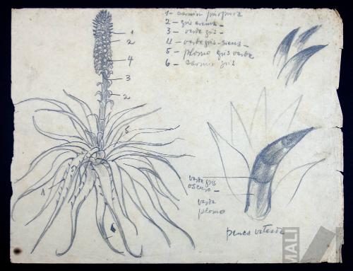 Estudio de vegetación