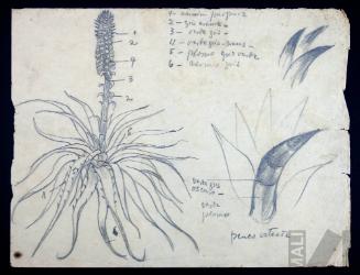 Estudio de vegetación