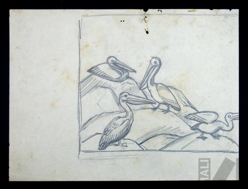 Estudio de pelícanos