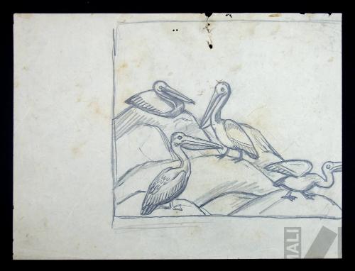 Estudio de pelícanos