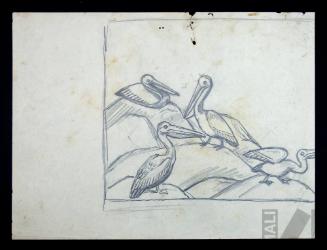 Estudio de pelícanos