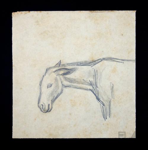 Estudio de cabeza de equino