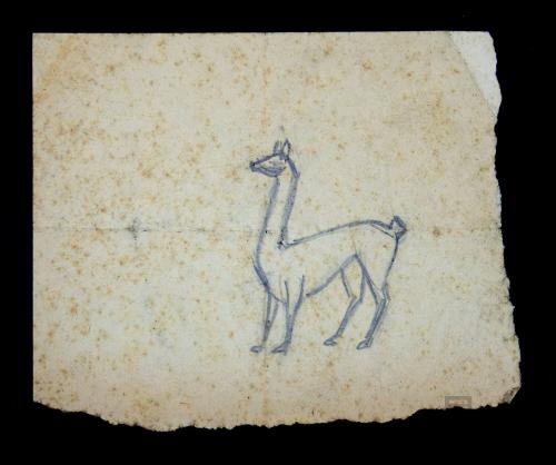 Estudio de camélido