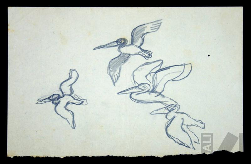 Estudio de aves en vuelo