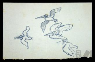 Estudio de aves en vuelo